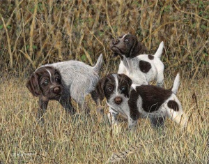 SEARCHING HIGH and LOW - Wirehair Pointers